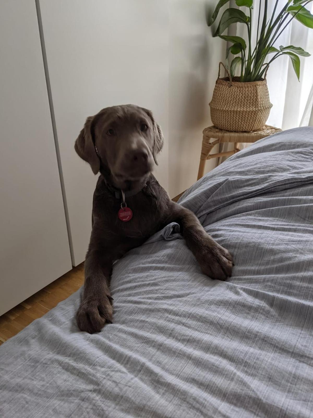 Bed & Breakfast Bonn 24 Mai Bis14 Juni Mit Hund In Der Wohnung Exterior photo